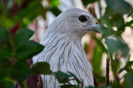 Eagle, Kochi