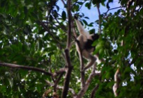 Wild Gibbon