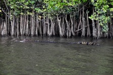 Male crocodile swimming upriver