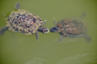 Turtle kisses