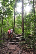 Rainforest walks