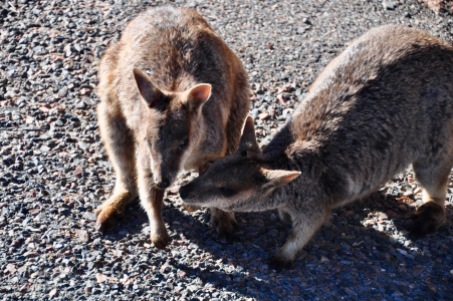 Wallaby kisses