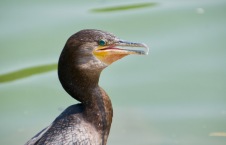 Crystal eyed cormorants