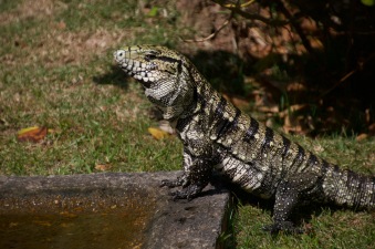 Argentina giant Tegu lizard