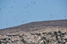 Thousands of Cormorants