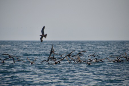 Inca Terns fishing