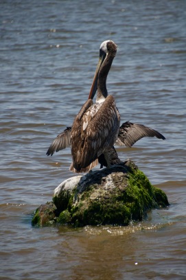 Pelican with the wings of a cormorant