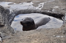Sea Lion pup taking a bath