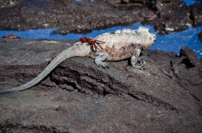 A Crab on top of the Marine Iguana