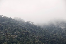 The mist descending over the Cloud Forest