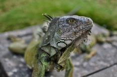 Close up of one wild iguana