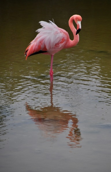 Perfect reflection of a flamingo