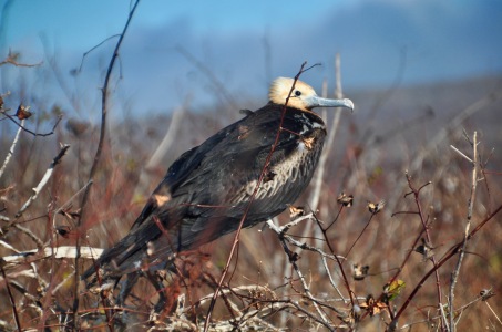 Young Frigate bird on the branches