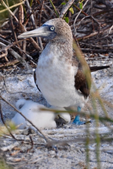 Blue footed Booby with baby