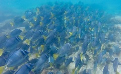 School of Yellowtail Surgeonfish