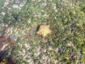Chocolate-chip star fish